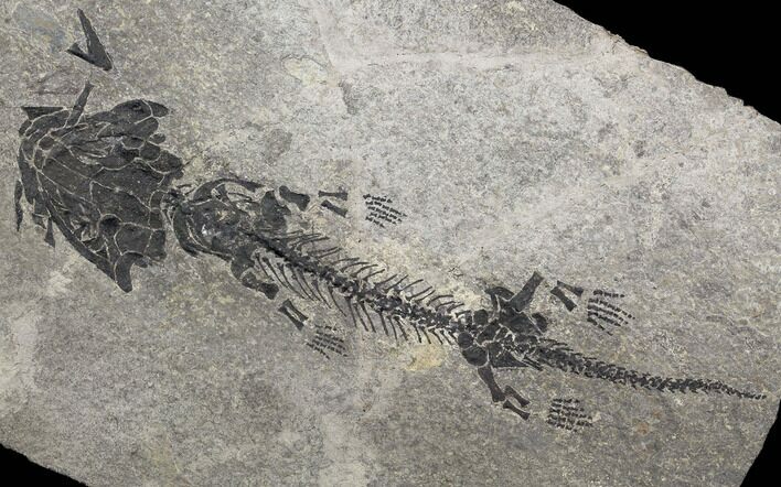 Discosauriscus (Early Permian Reptiliomorph) - Czech Republic #106350